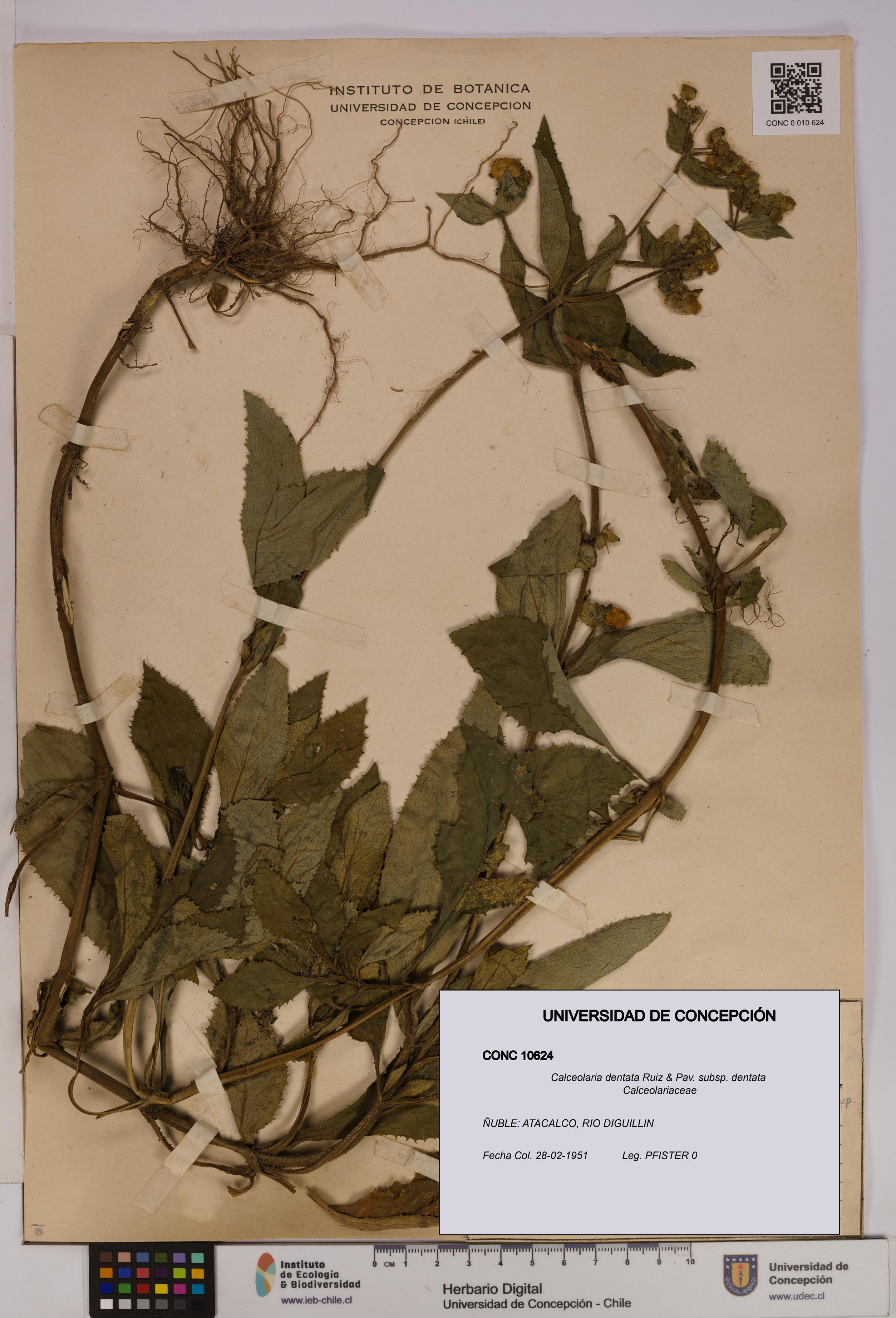 Calceolaria dentata subsp. dentata [Espécimen: UDEC:CONC:0010624]