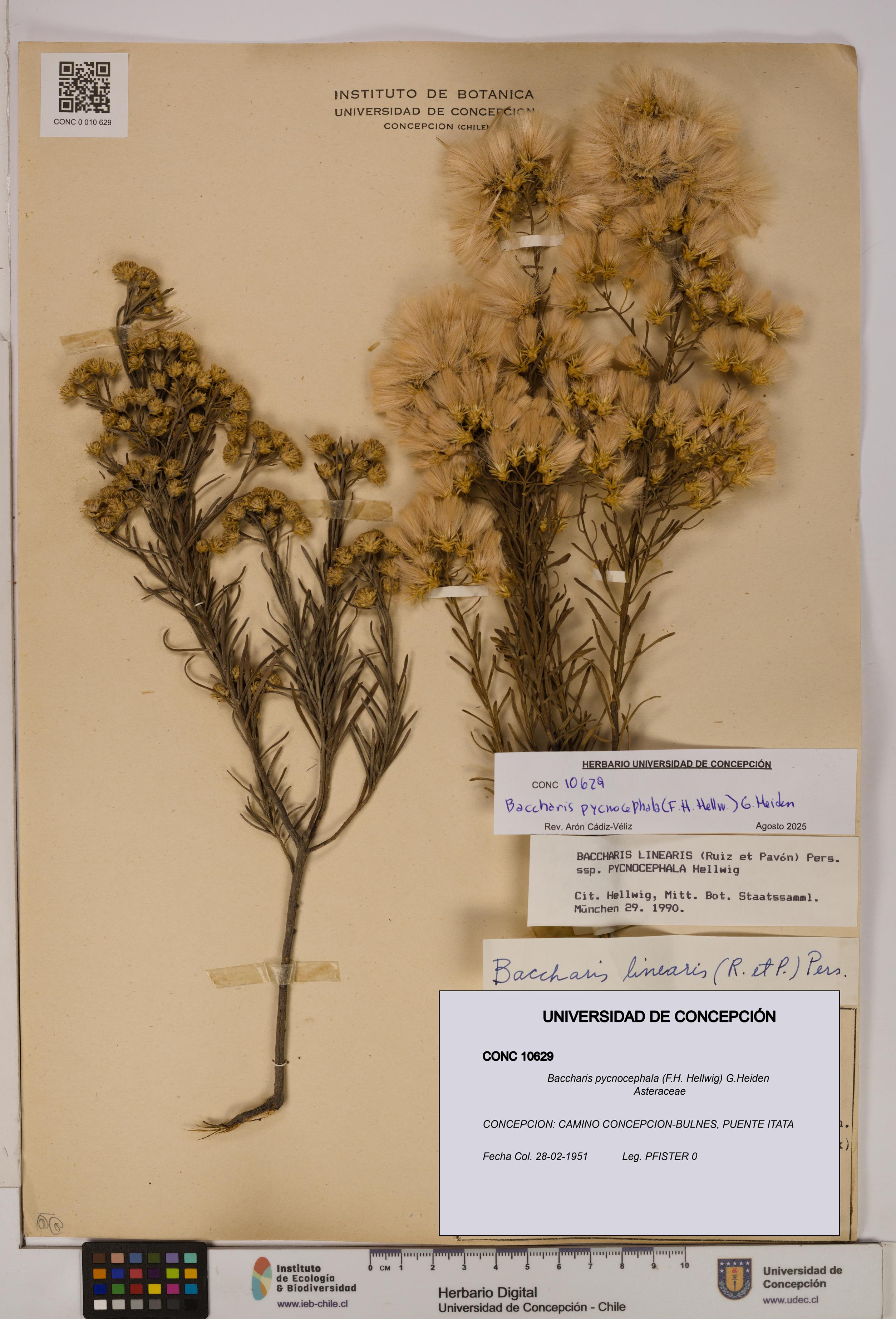Baccharis pycnocephala [Espécimen: UDEC:CONC:0010629]