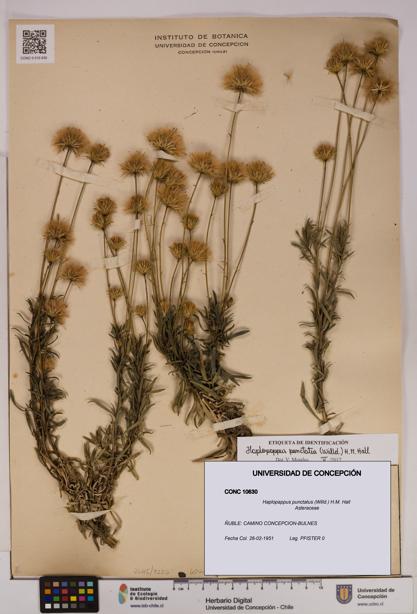 Haplopappus punctatus [Espécimen: UDEC:CONC:0010630]