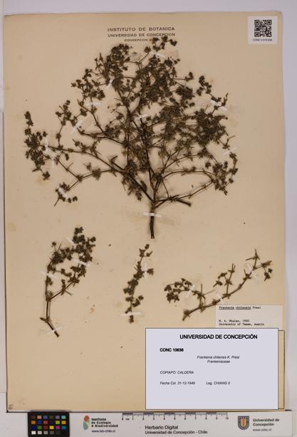 Frankenia chilensis [Espécimen: UDEC:CONC:0010636]