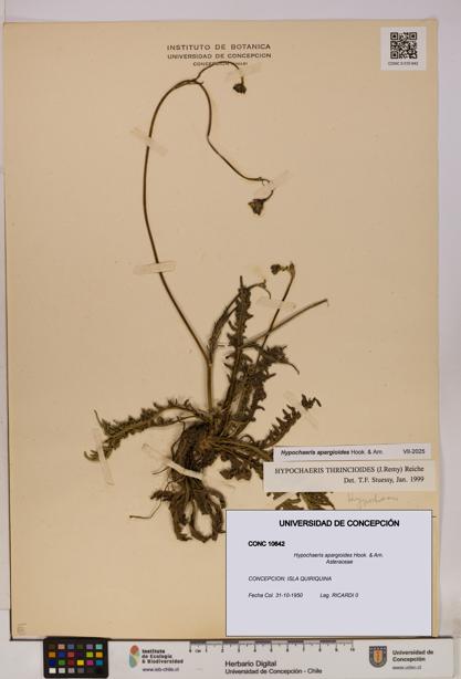 Hypochaeris apargioides [Espécimen: UDEC:CONC:0010642]