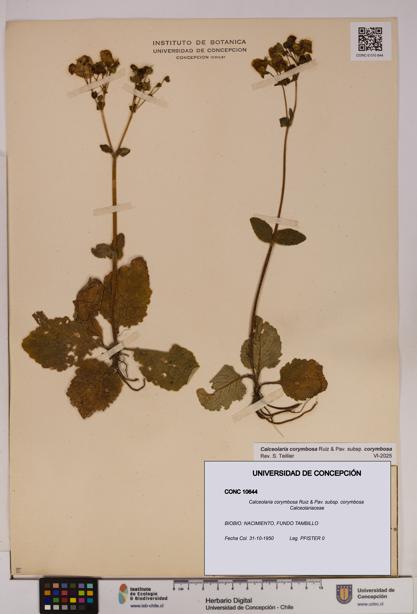 Calceolaria corymbosa [Espécimen: UDEC:CONC:0010644]