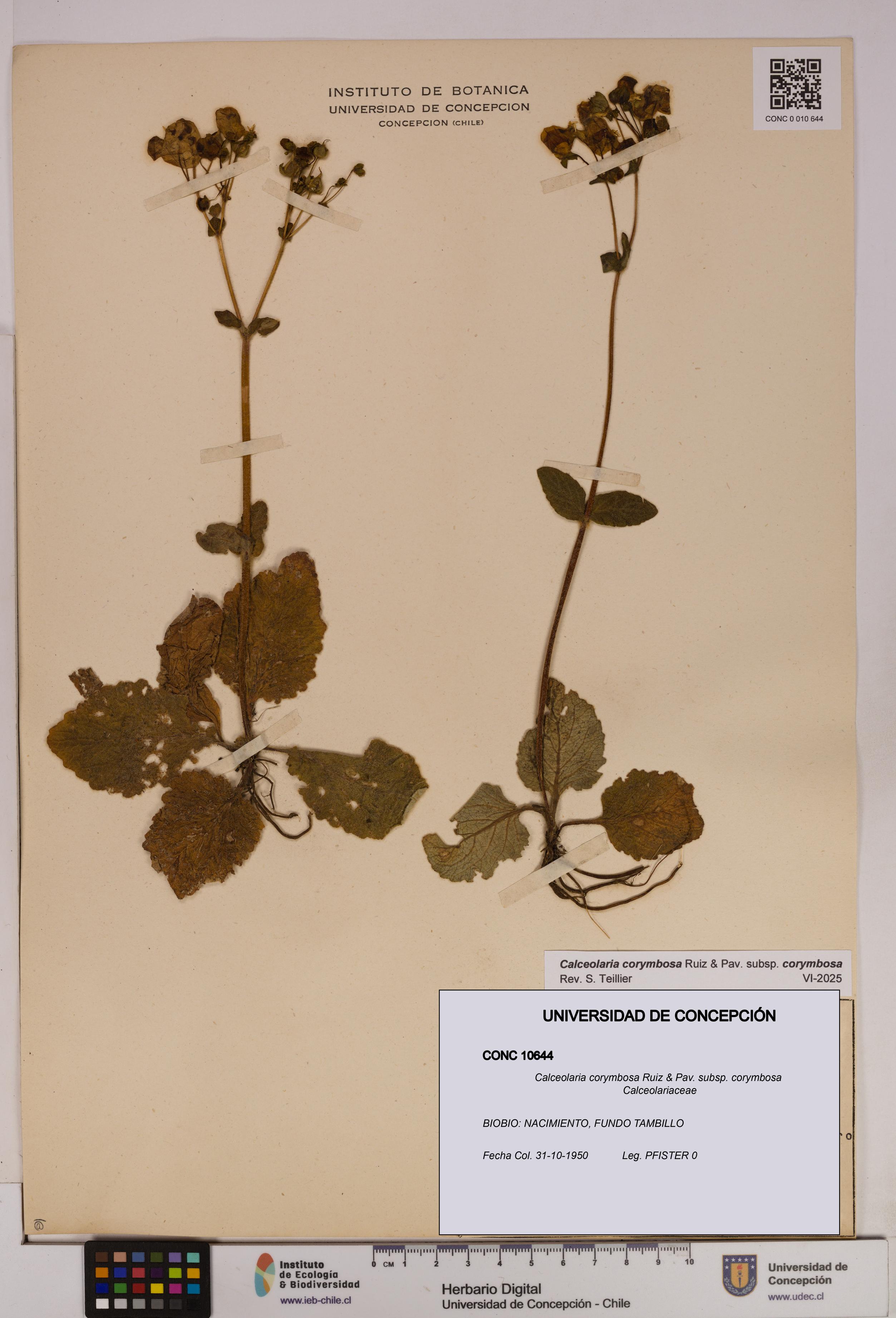 Calceolaria corymbosa [Espécimen: UDEC:CONC:0010644]