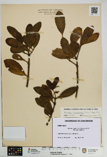 Laurelia sempervirens [Espécimen: UDEC:CONC:0010670]