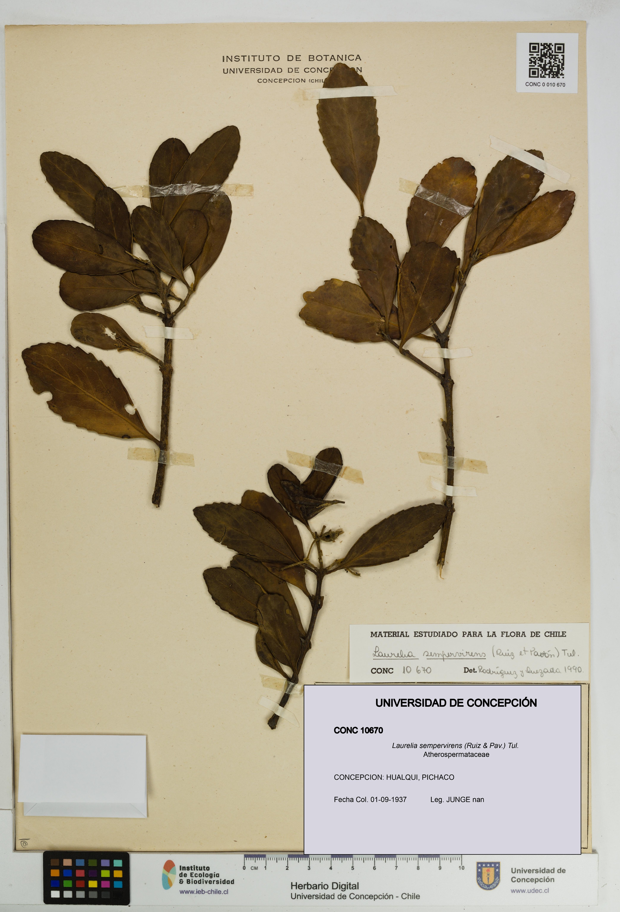 Laurelia sempervirens [Espécimen: UDEC:CONC:0010670]