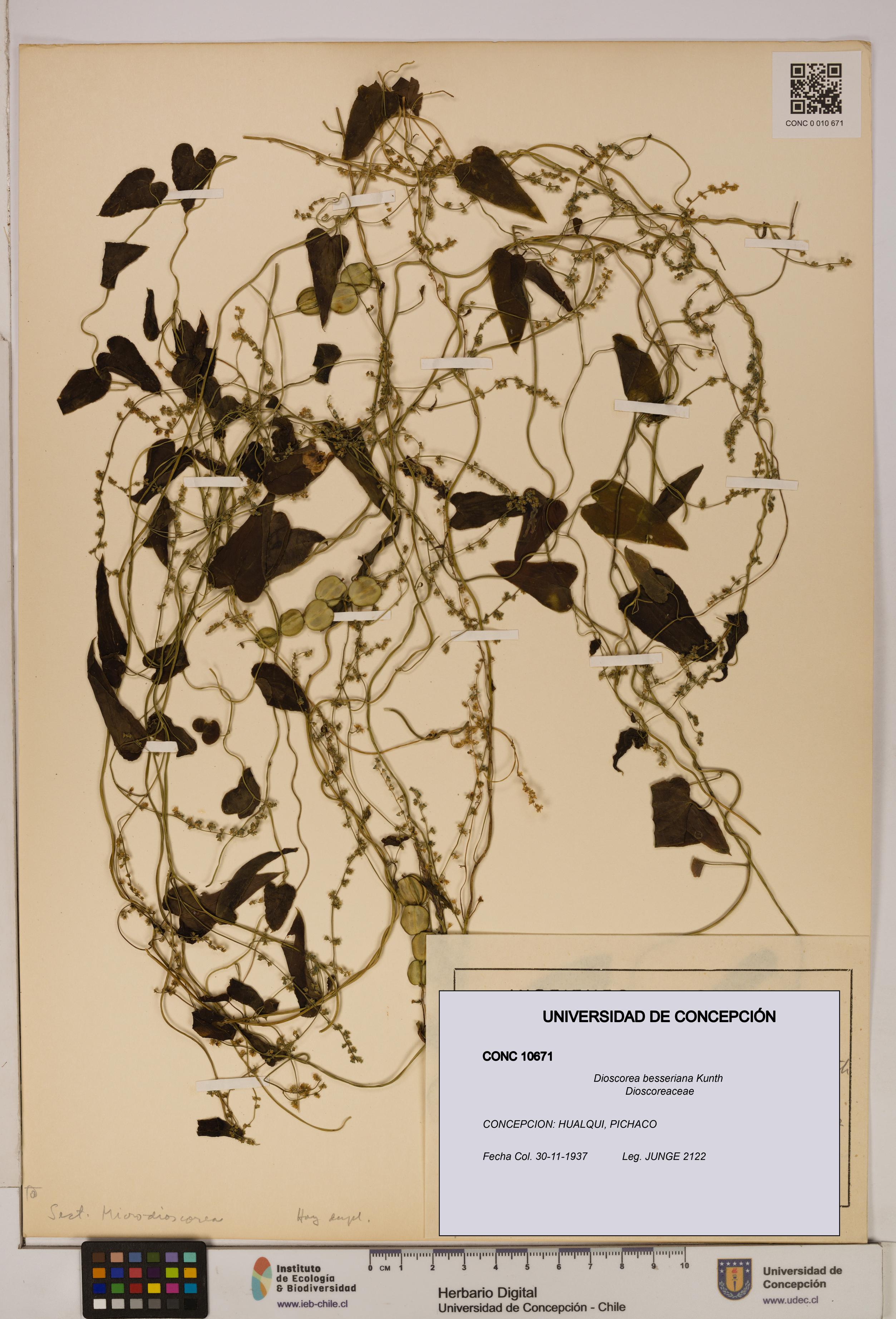 Dioscorea besseriana [Espécimen: ]