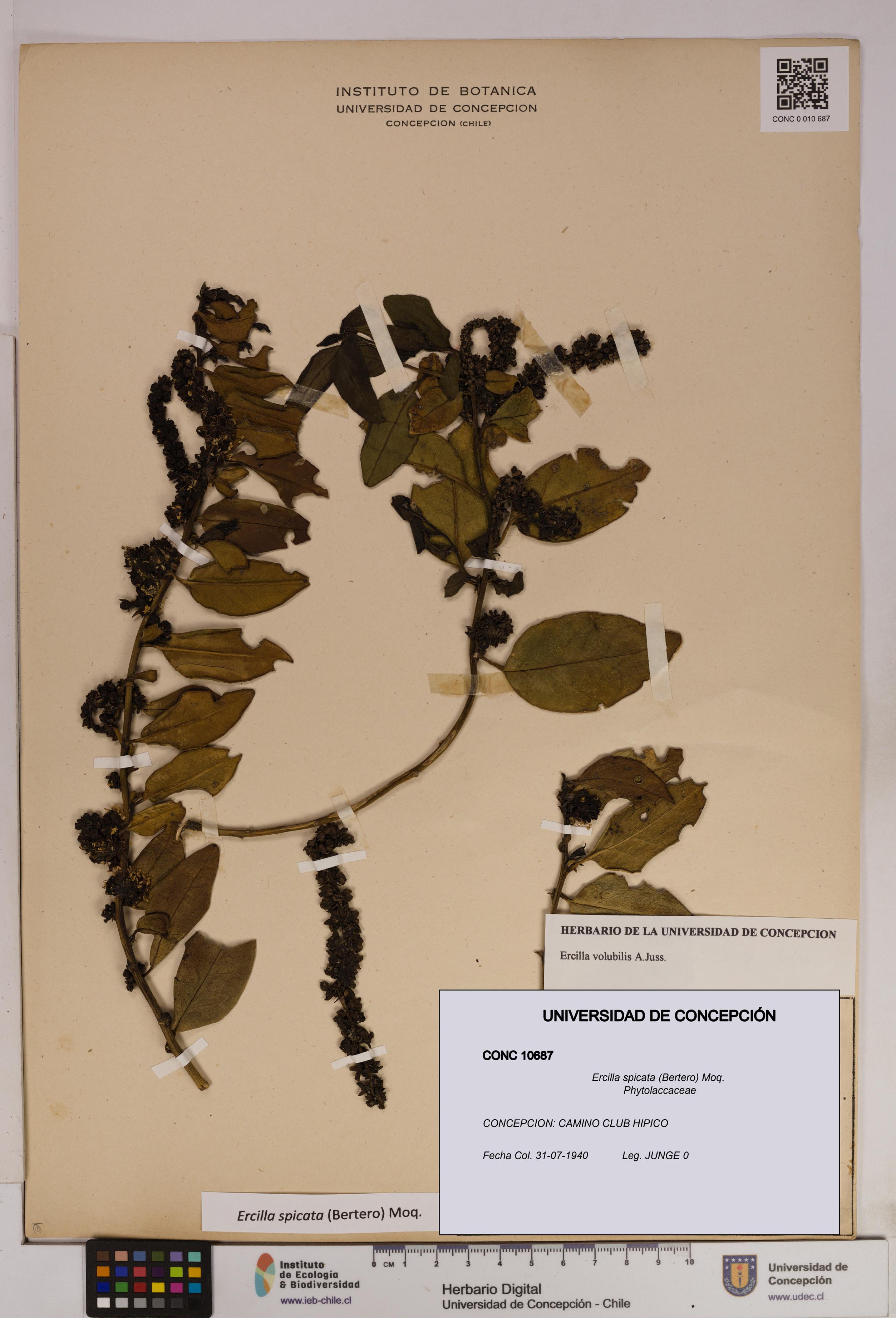 Ercilla spicata [Espécimen: UDEC:CONC:0010687]