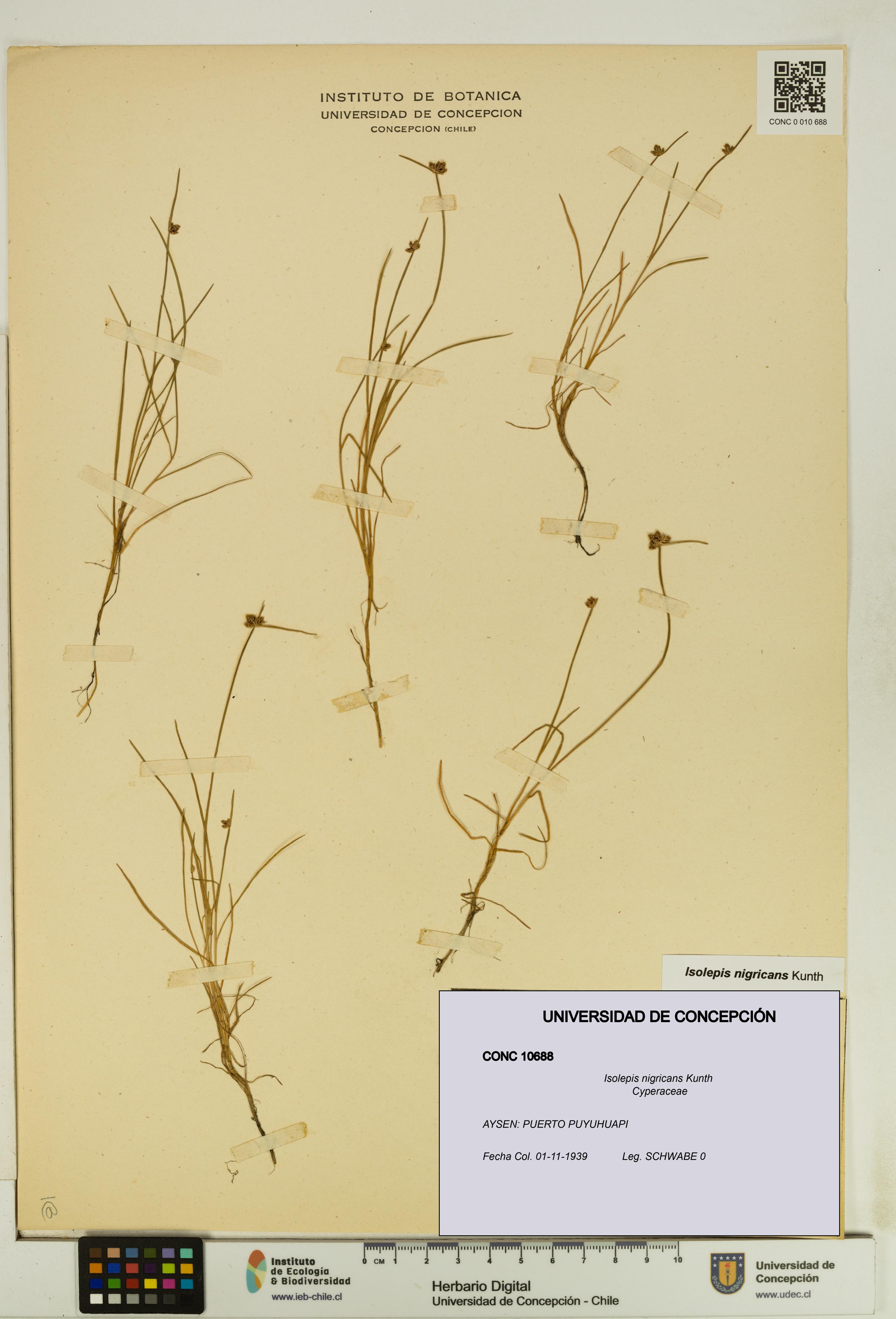 Isolepis nigricans [Espécimen: UDEC:CONC:0010688]