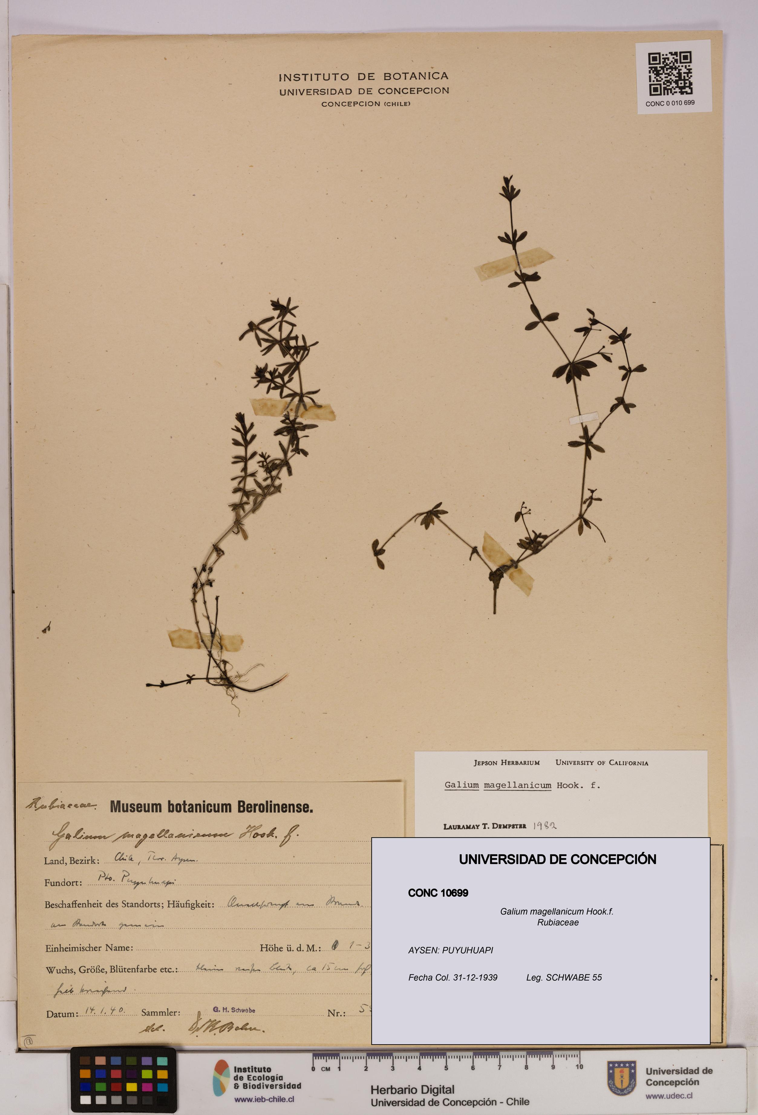 Galium magellanicum [Espécimen: UDEC:CONC:0010699]