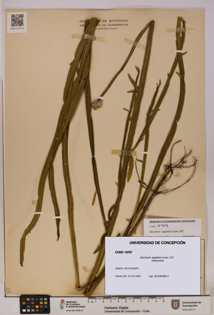 Baccharis sagittalis [Espécimen: UDEC:CONC:0010707]