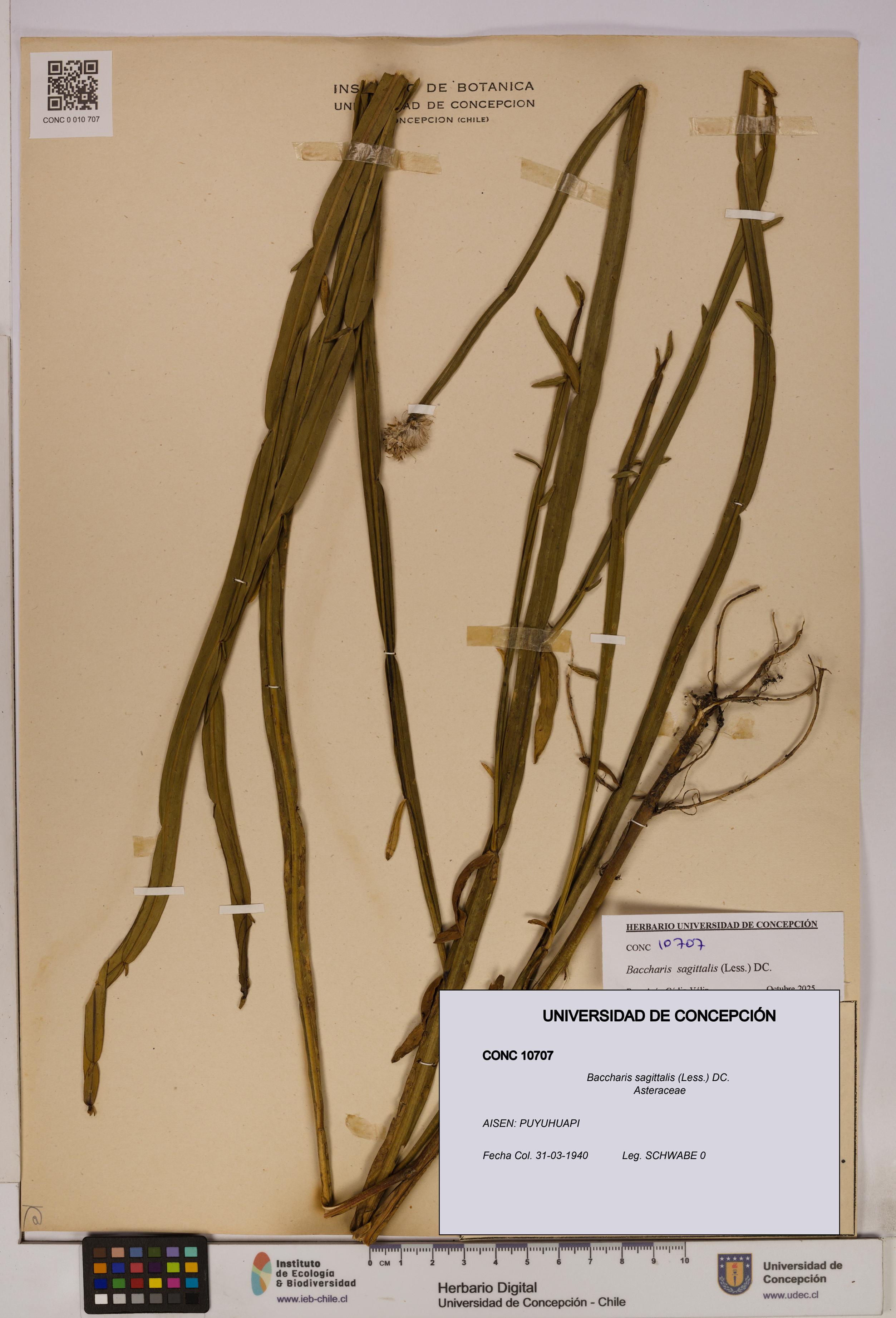 Baccharis sagittalis [Espécimen: UDEC:CONC:0010707]