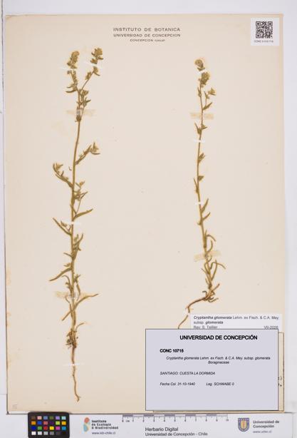 Cryptantha glomerata subsp. glomerata [Espécimen: ]