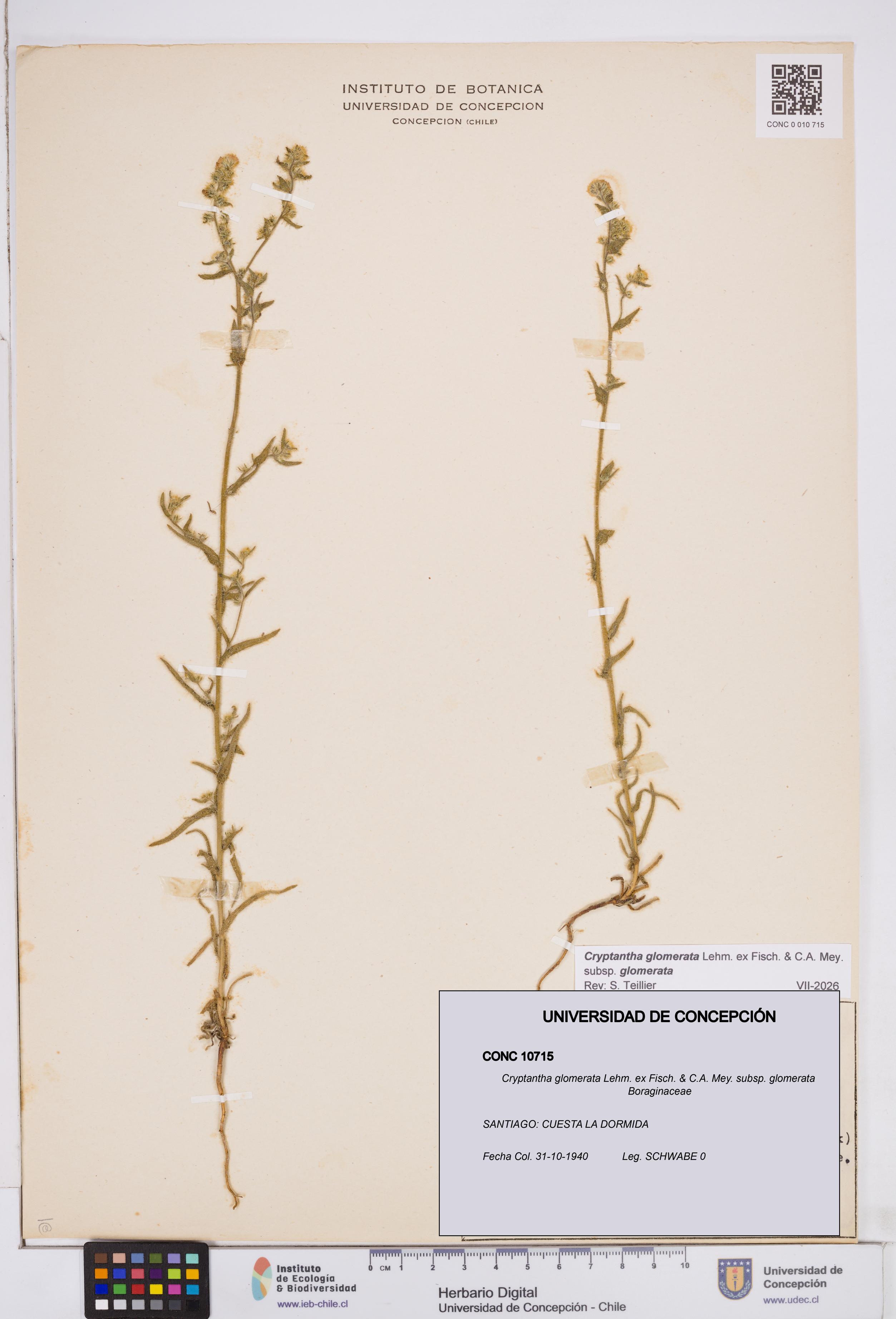 Cryptantha glomerata subsp. glomerata [Espécimen: ]