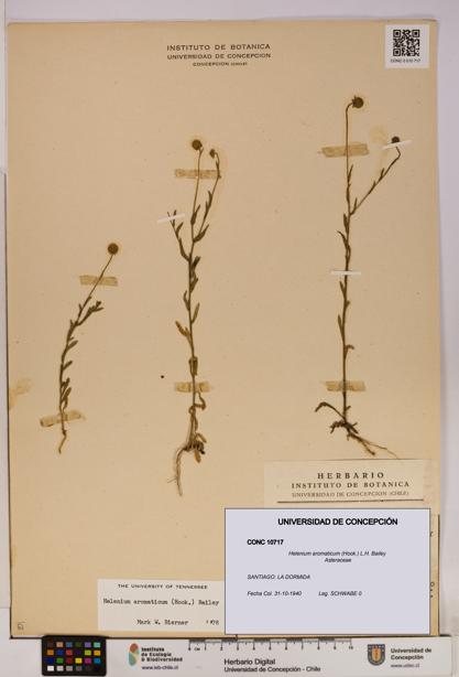 Helenium aromaticum [Espécimen: UDEC:CONC:0010717]
