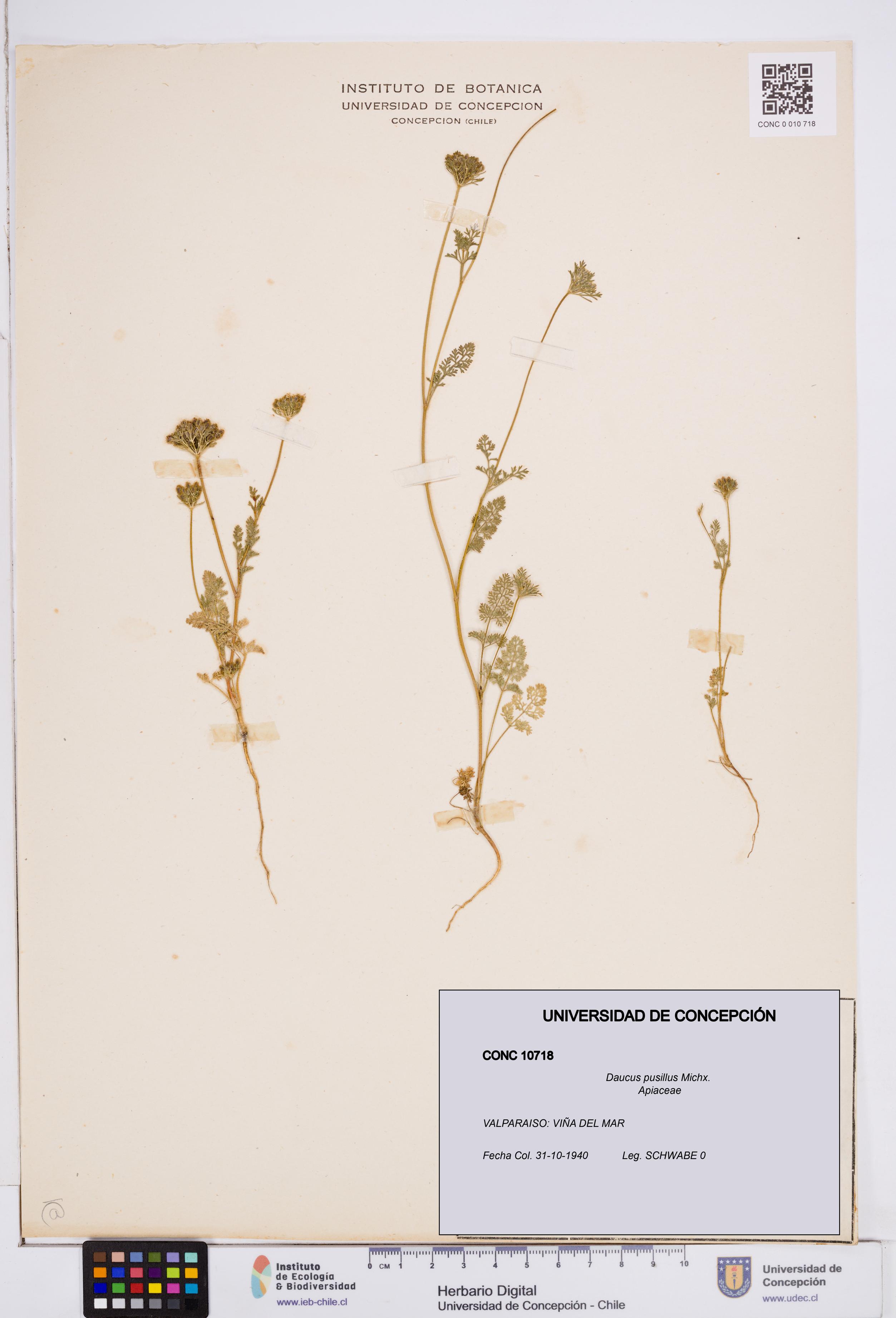 Daucus pusillus [Espécimen: ]