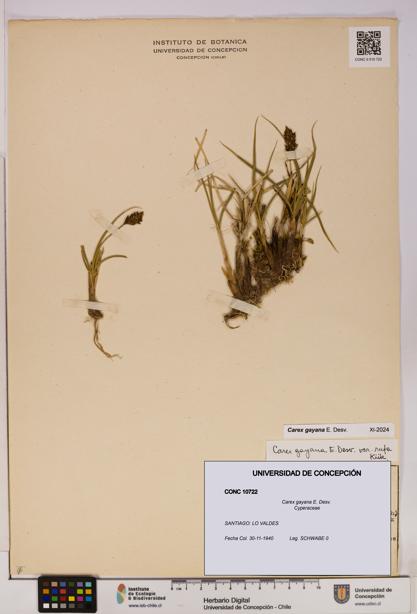 Carex gayana [Espécimen: UDEC:CONC:0010722]