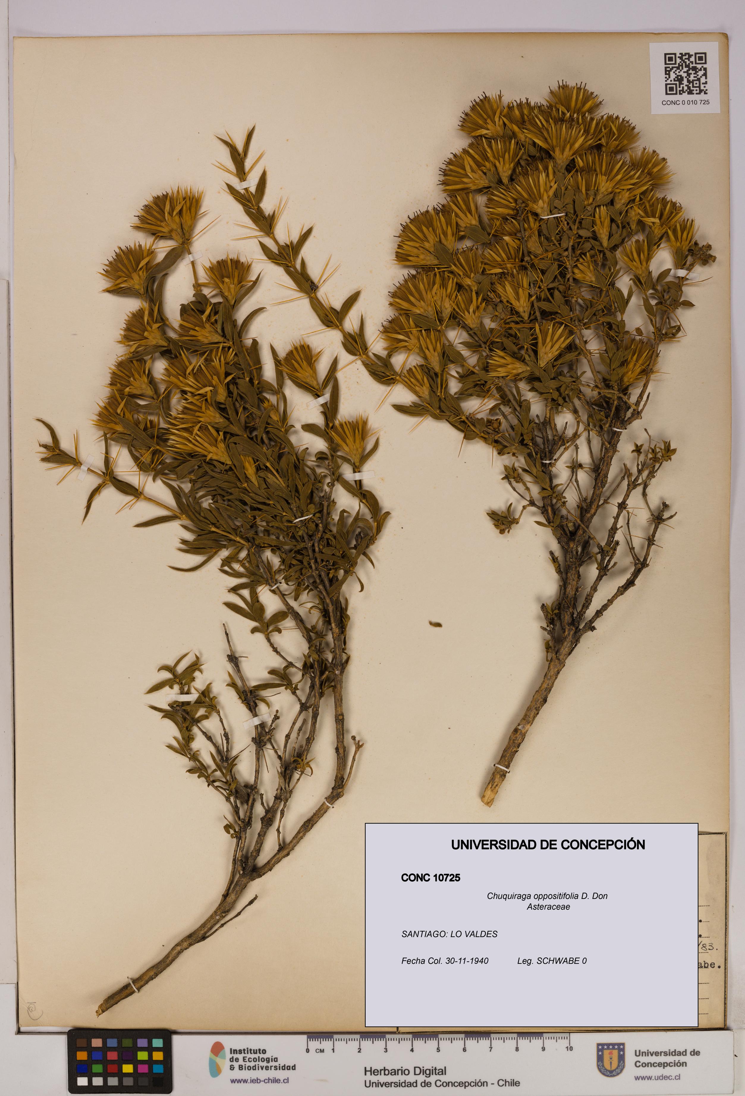 Chuquiraga oppositifolia [Espécimen: UDEC:CONC:0010725]