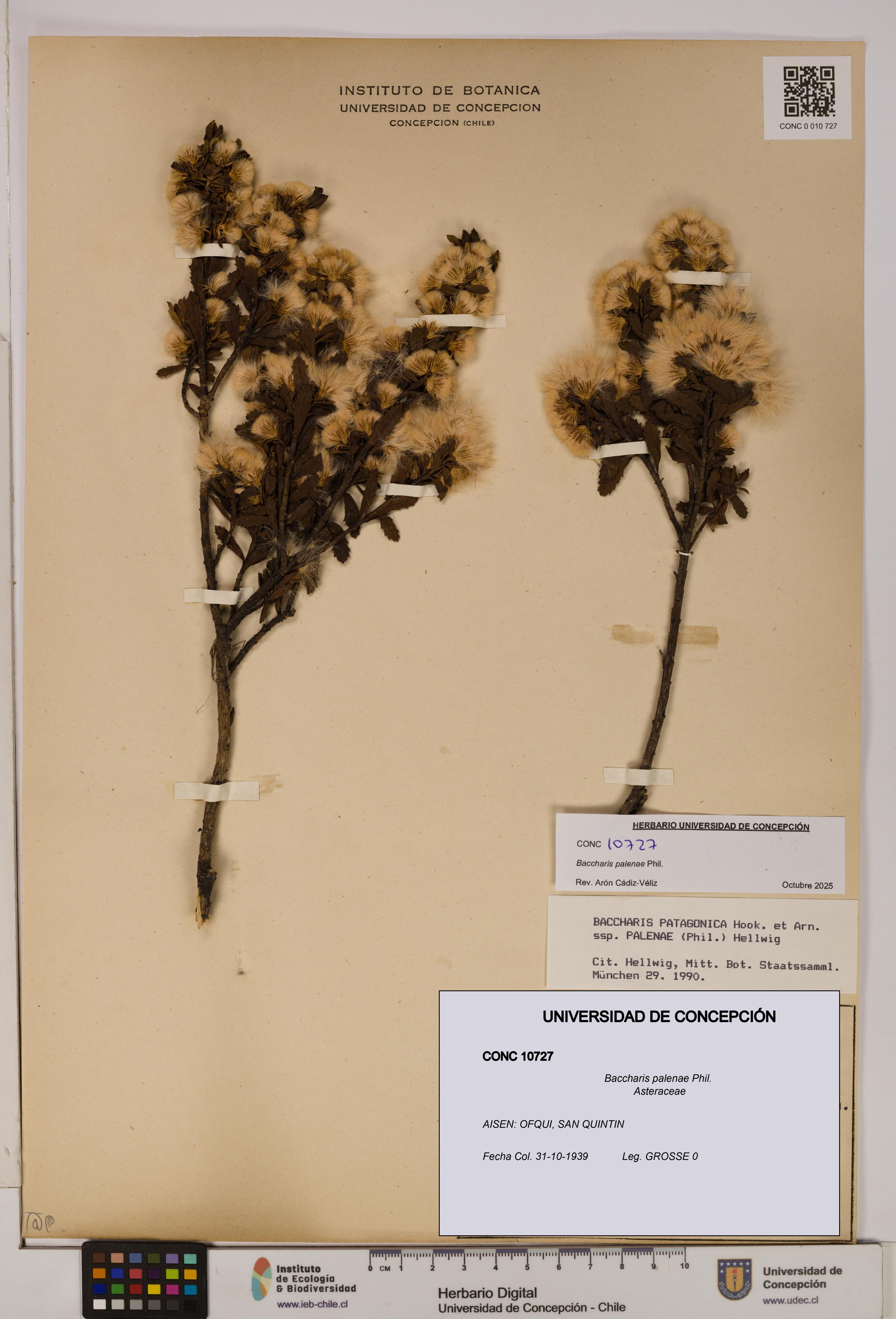 Baccharis patagonica [Espécimen: UDEC:CONC:0010727]