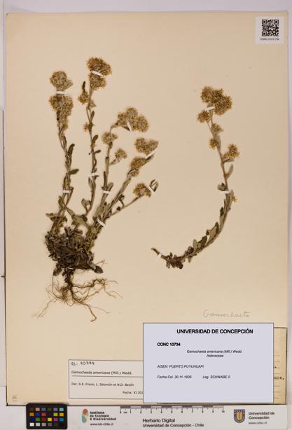 Gamochaeta americana [Espécimen: UDEC:CONC:0010734]