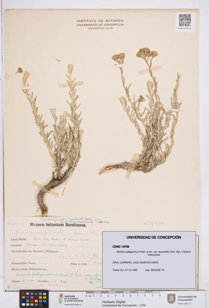 Senecio patagonicus var. alyssoides [Espécimen: ]