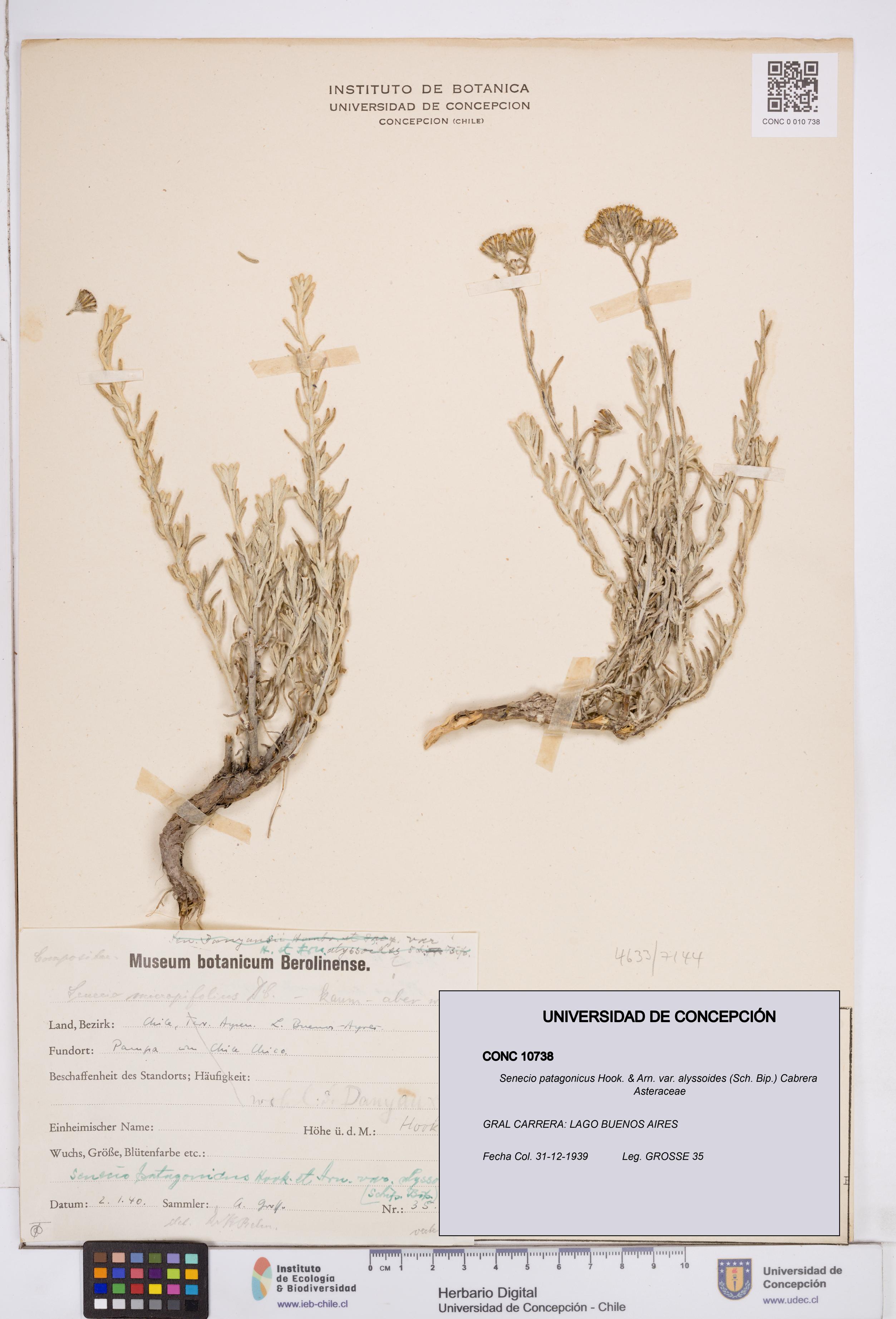 Senecio patagonicus var. alyssoides [Espécimen: ]