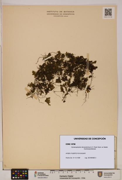 Hymenophyllum dicranotrichum [Espécimen: UDEC:CONC:0010739]