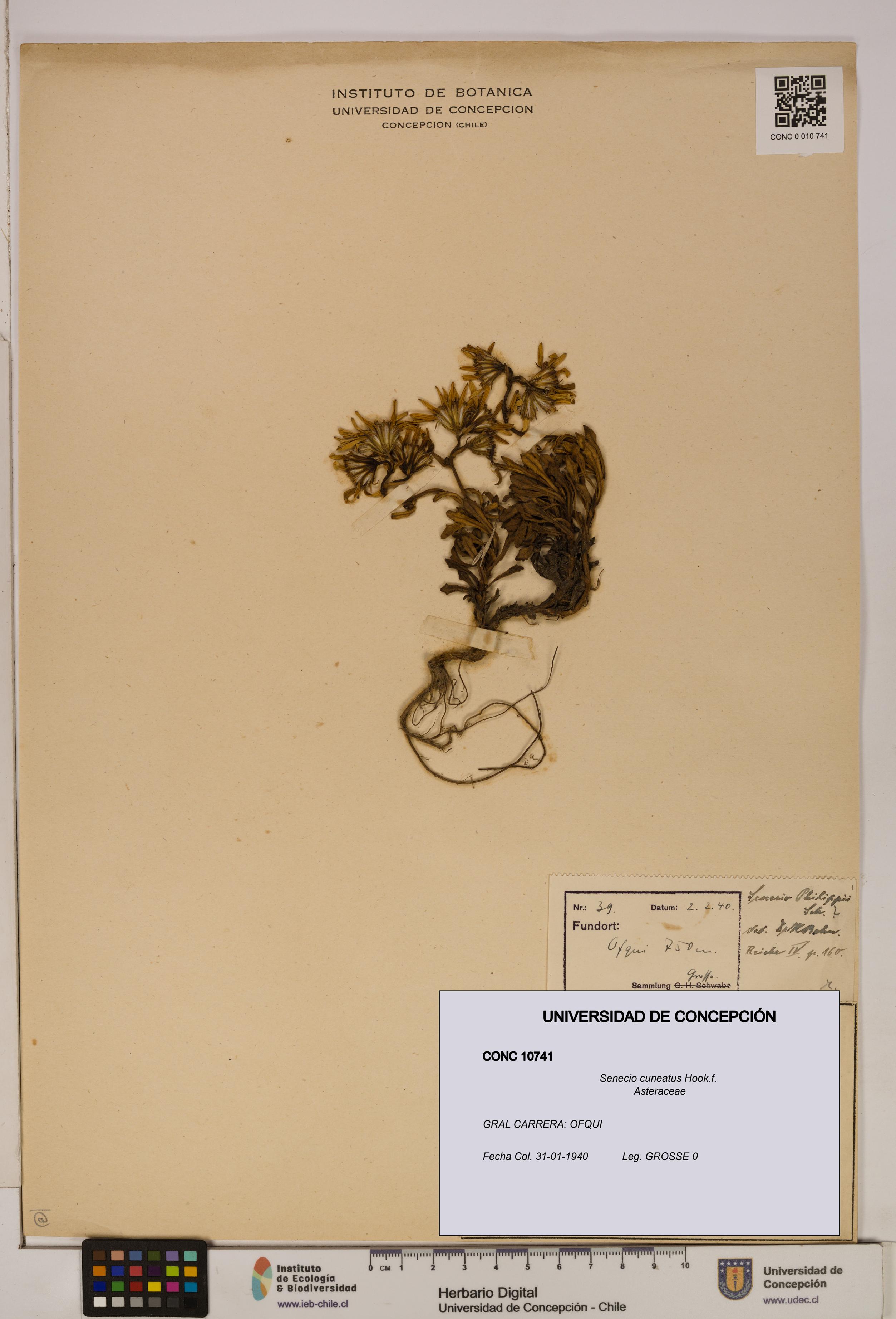 Senecio cuneatus [Espécimen: UDEC:CONC:0010741]