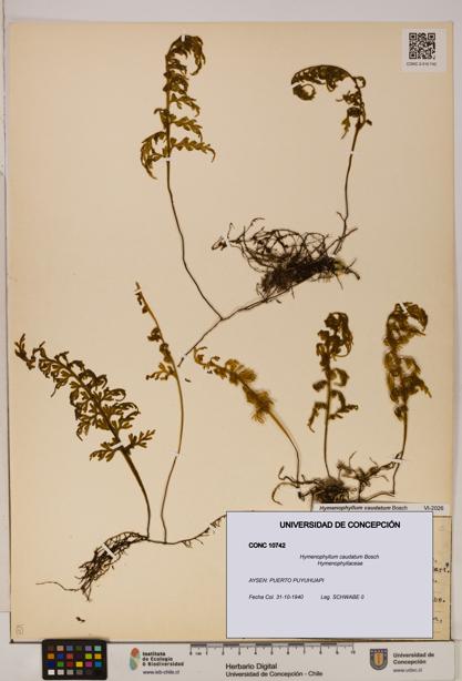 Hymenophyllum caudatum [Espécimen: UDEC:CONC:0010742]