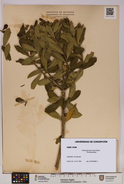 Ovidia pillo-pillo [Espécimen: UDEC:CONC:0010748]