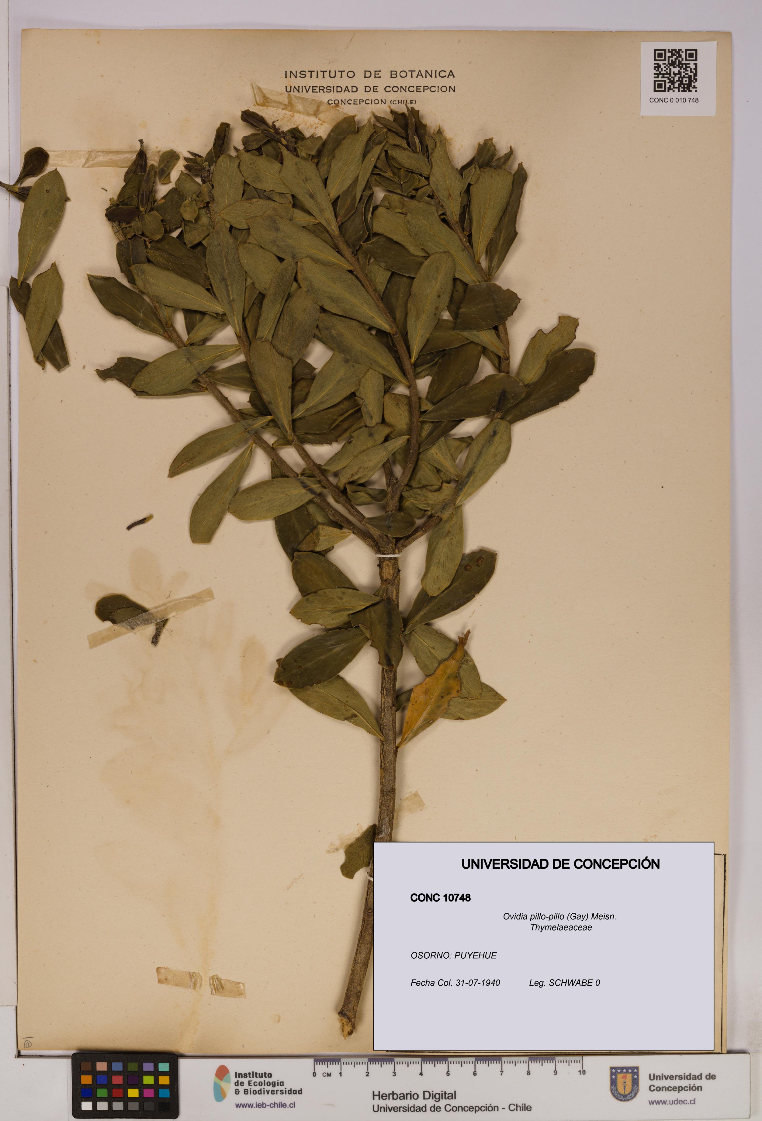 Ovidia pillo-pillo [Espécimen: UDEC:CONC:0010748]