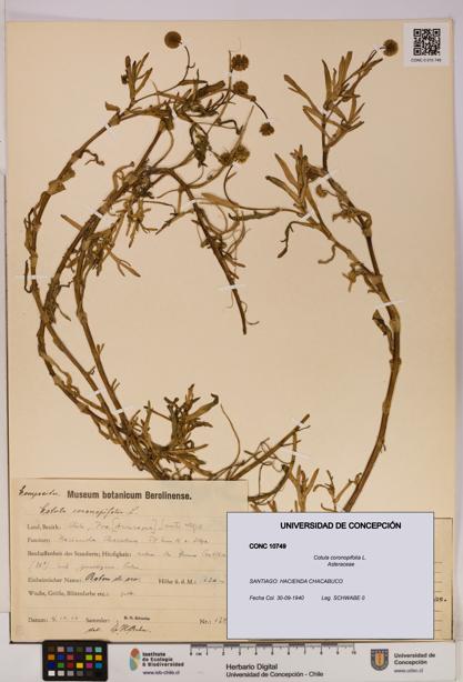 Cotula coronopifolia [Espécimen: UDEC:CONC:0010749]