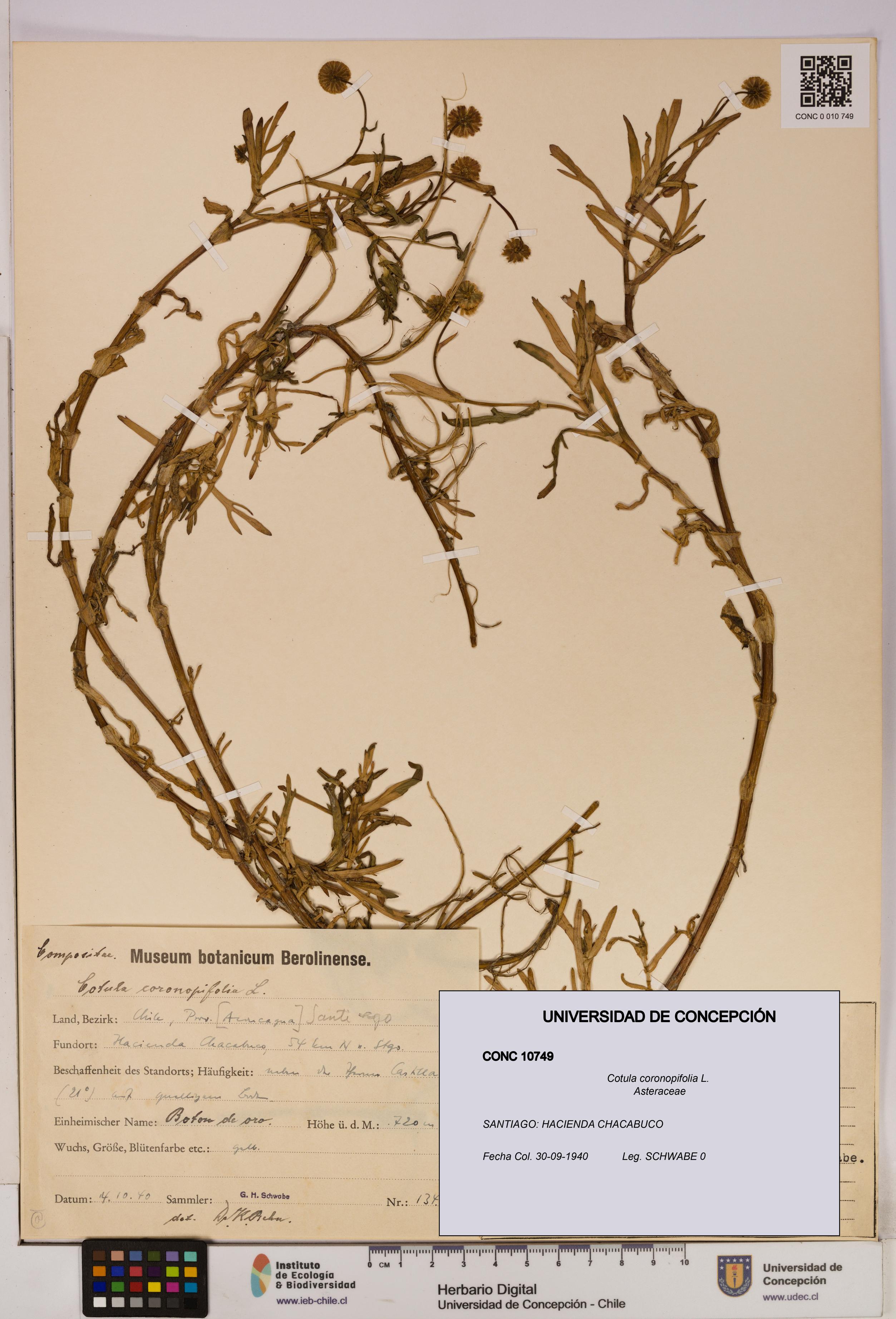 Cotula coronopifolia [Espécimen: UDEC:CONC:0010749]