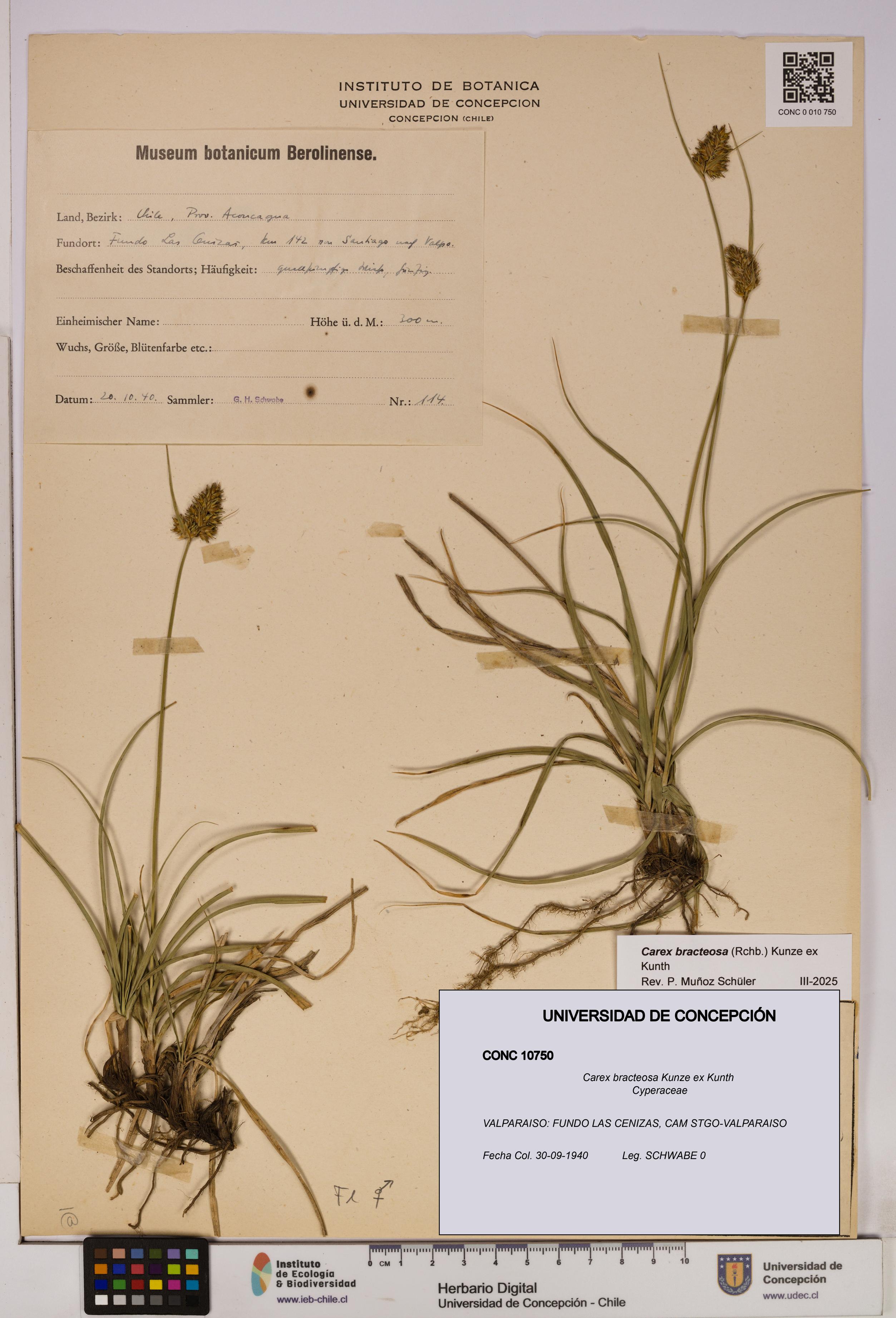 Carex bracteosa [Espécimen: UDEC:CONC:0010750]