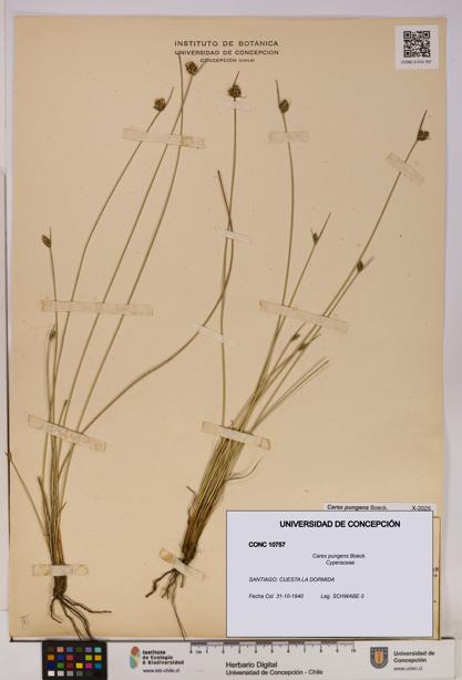 Carex pungens [Espécimen: UDEC:CONC:0010757]