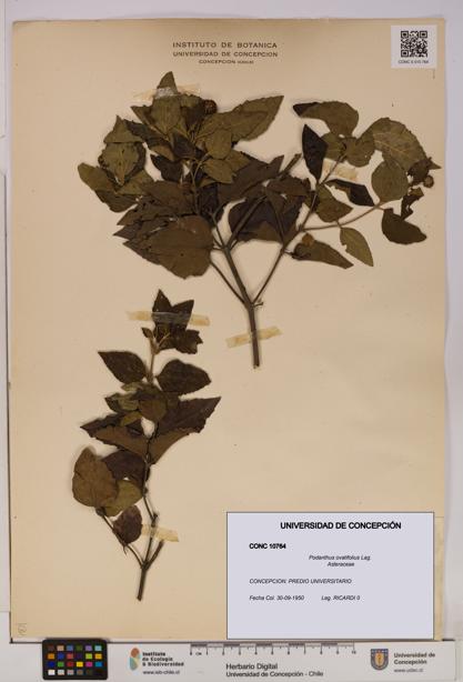 Podanthus ovatifolius [Espécimen: ]
