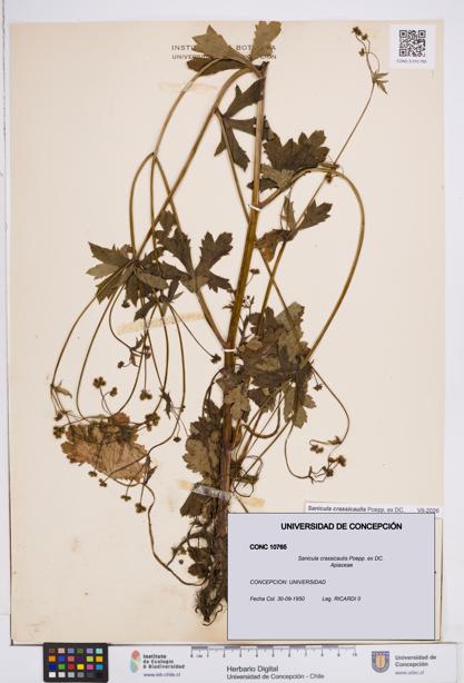 Sanicula crassicaulis [Espécimen: ]