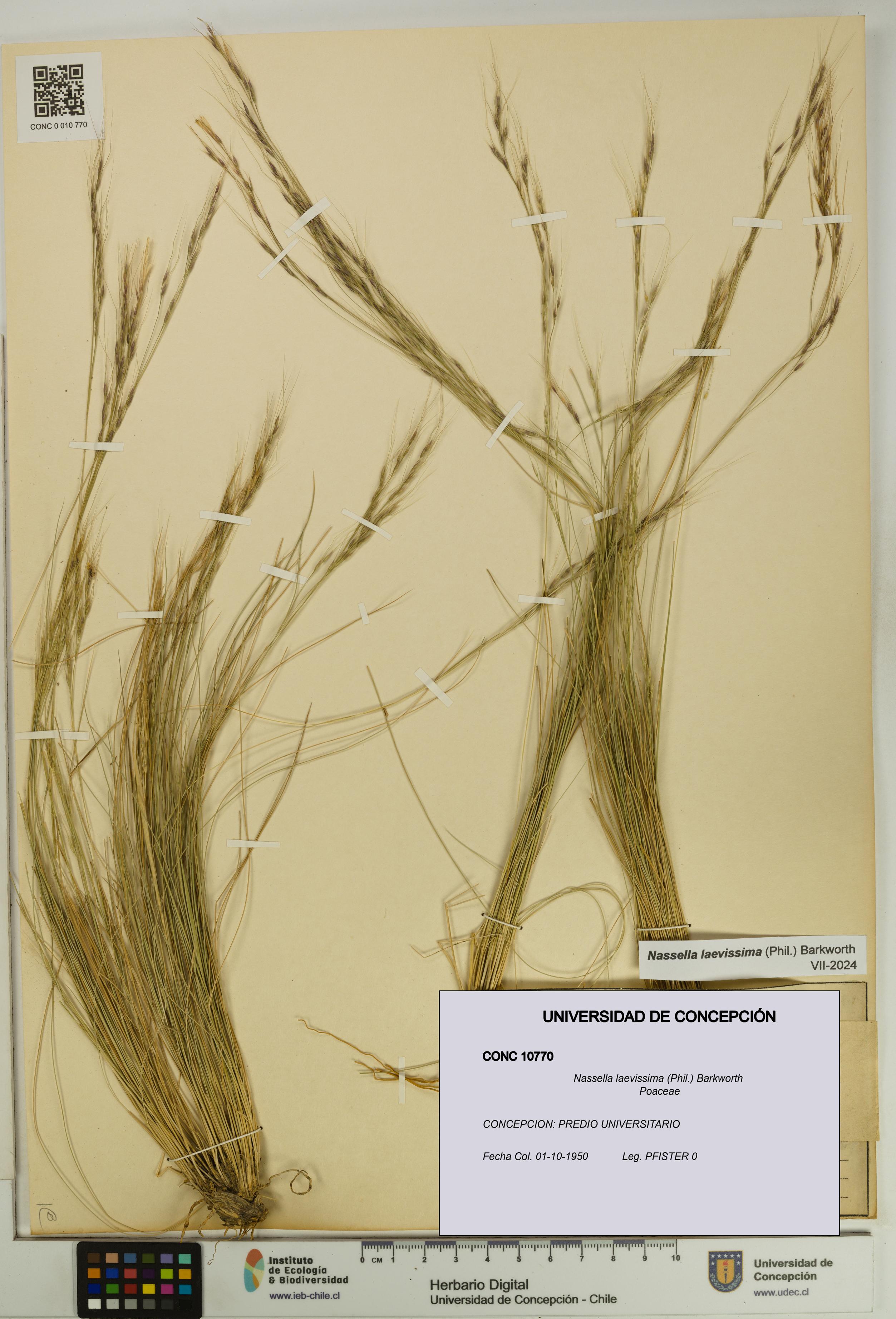 Nassella laevissima [Espécimen: UDEC:CONC:0010770]
