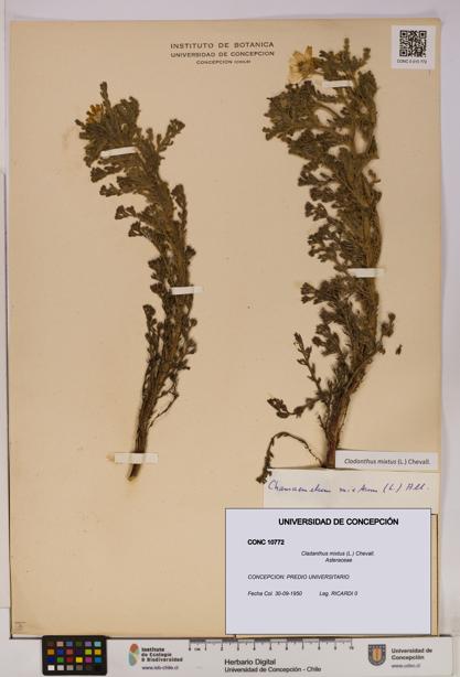 Cladanthus mixtus [Espécimen: UDEC:CONC:0010772]