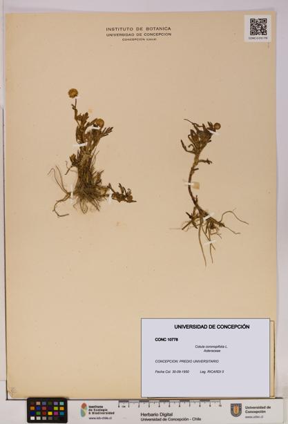 Cotula coronopifolia [Espécimen: UDEC:CONC:0010778]