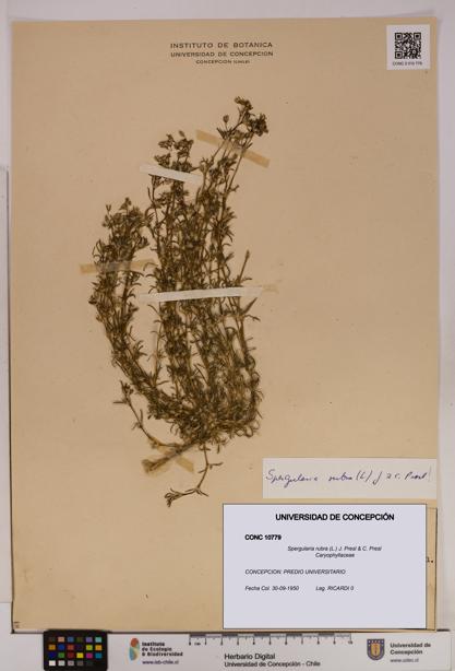 Spergularia rubra [Espécimen: UDEC:CONC:0010779]