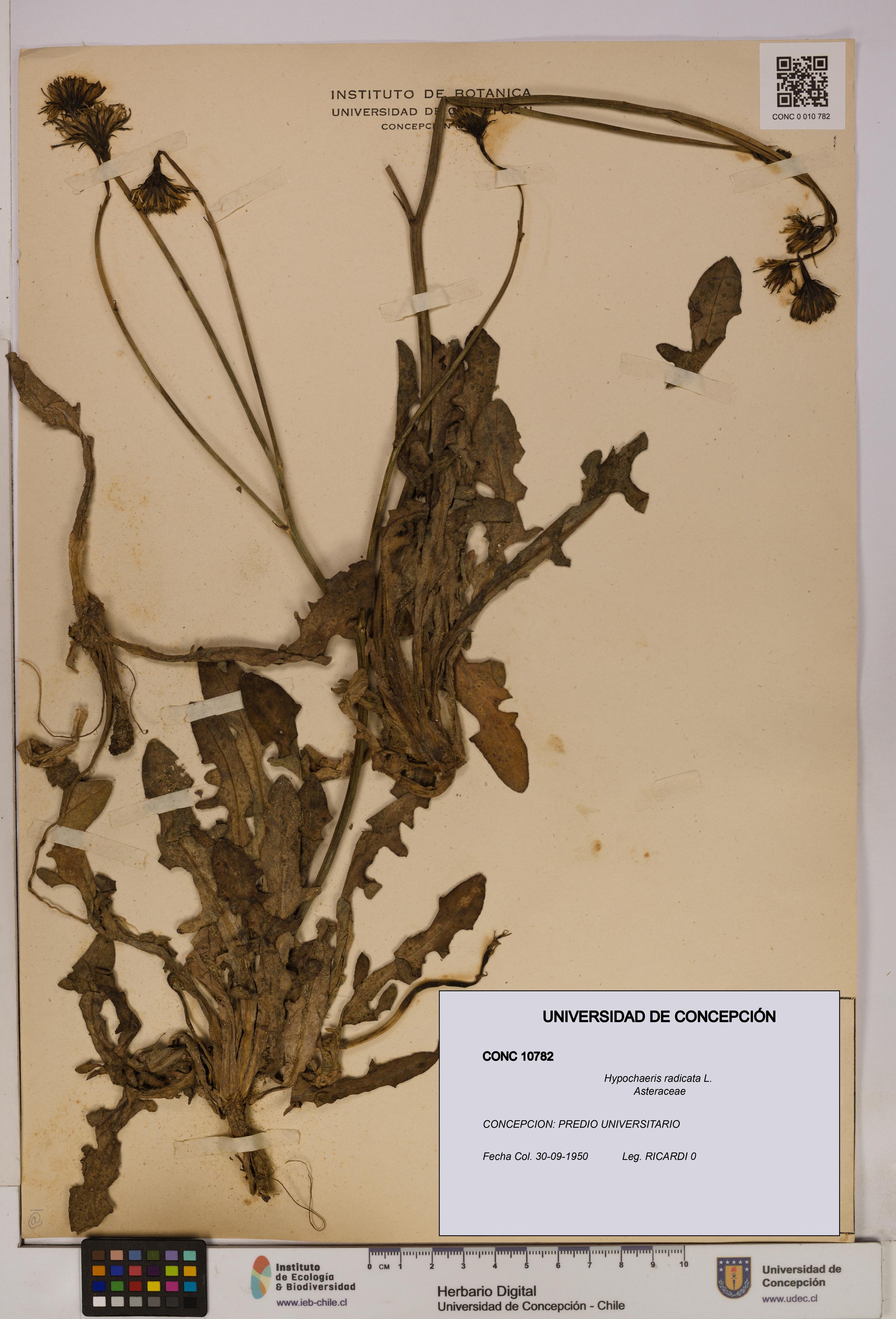 Hypochaeris radicata [Espécimen: UDEC:CONC:0010782]