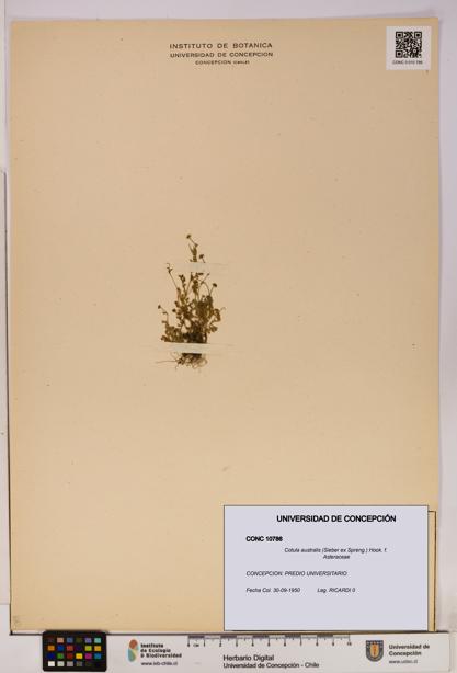 Cotula australis [Espécimen: UDEC:CONC:0010786]