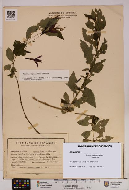 Fuchsia magellanica [Espécimen: UDEC:CONC:0010788]