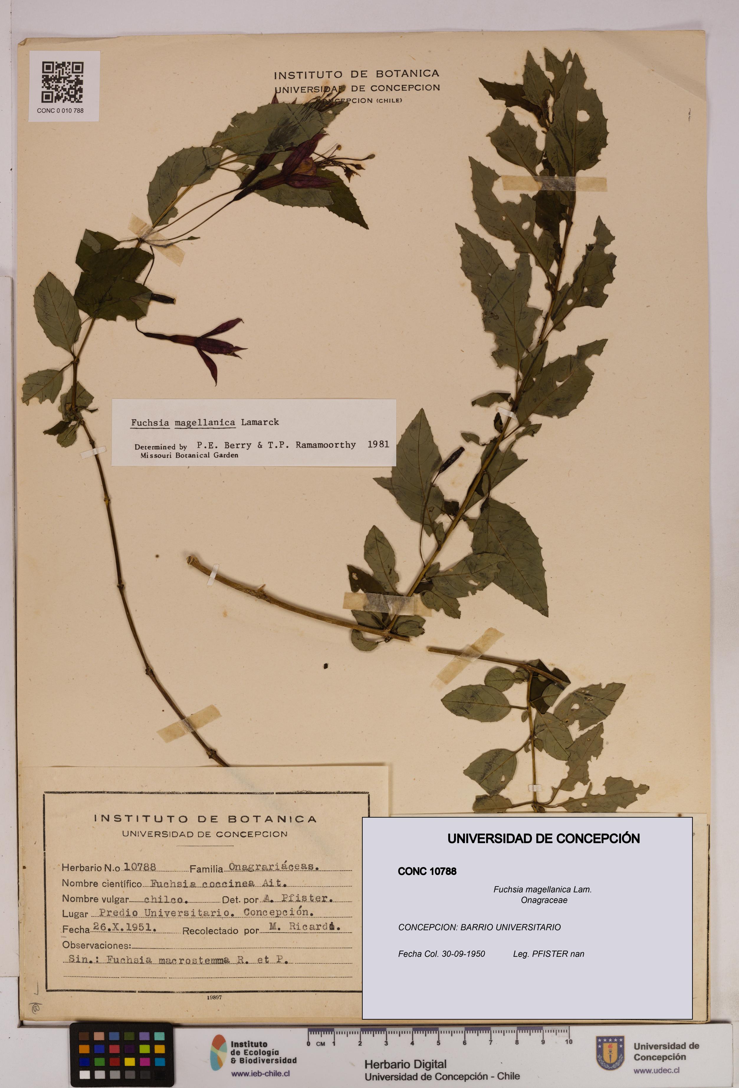 Fuchsia magellanica [Espécimen: UDEC:CONC:0010788]