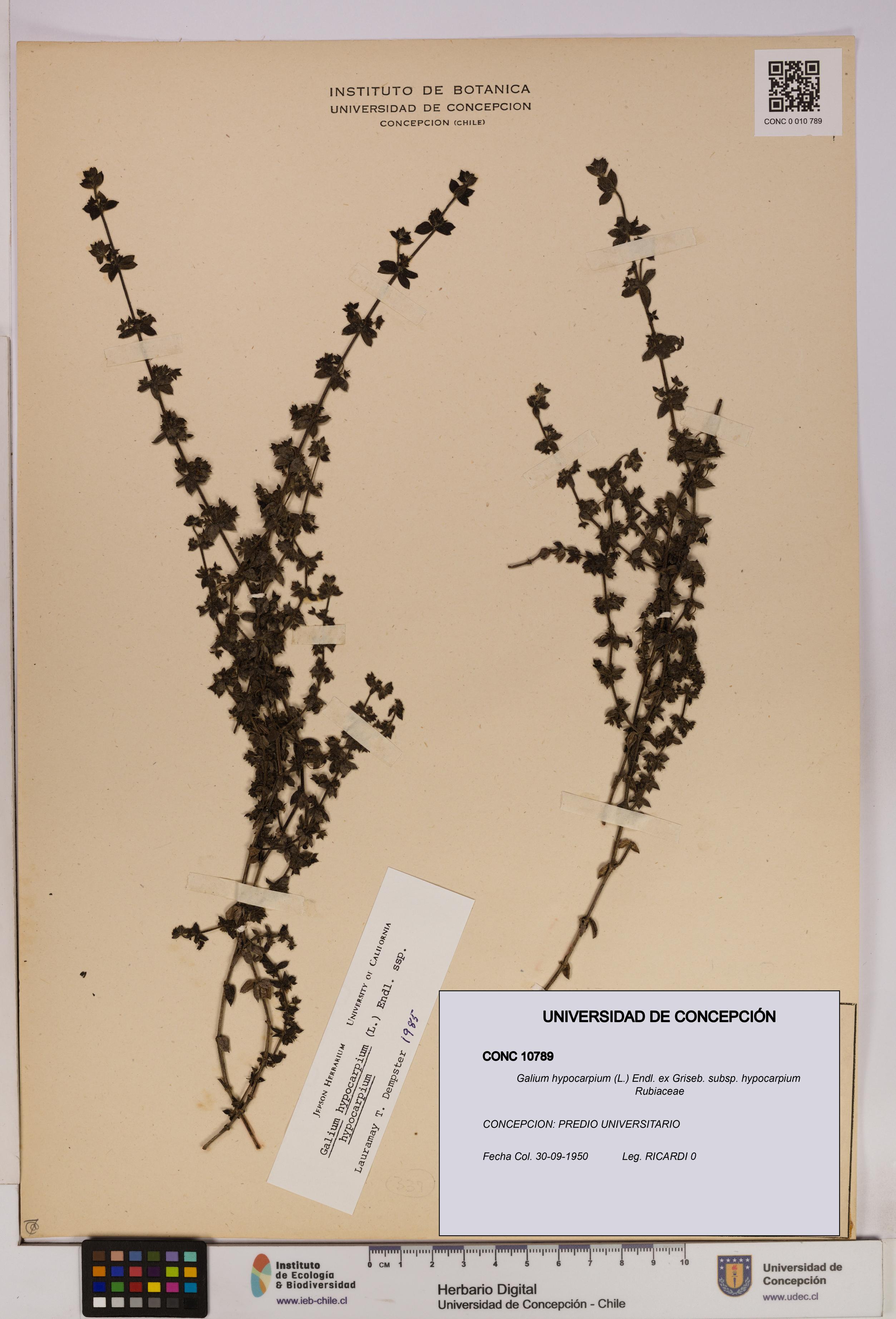 Galium hypocarpium subsp. hypocarpium [Espécimen: UDEC:CONC:0010789]