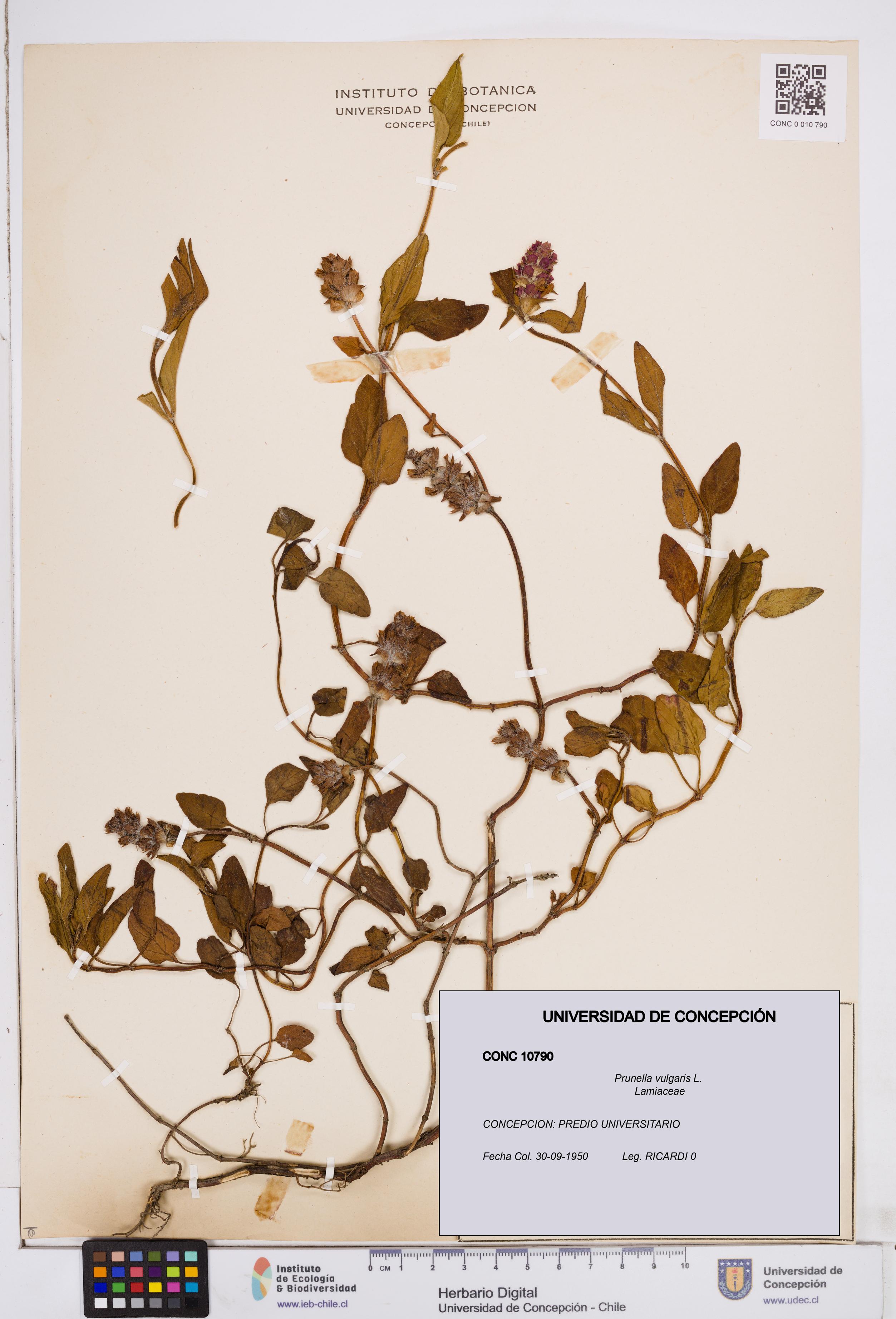 Prunella vulgaris [Espécimen: ]
