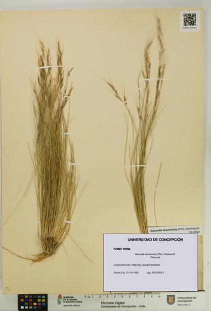 Nassella laevissima [Espécimen: UDEC:CONC:0010794]