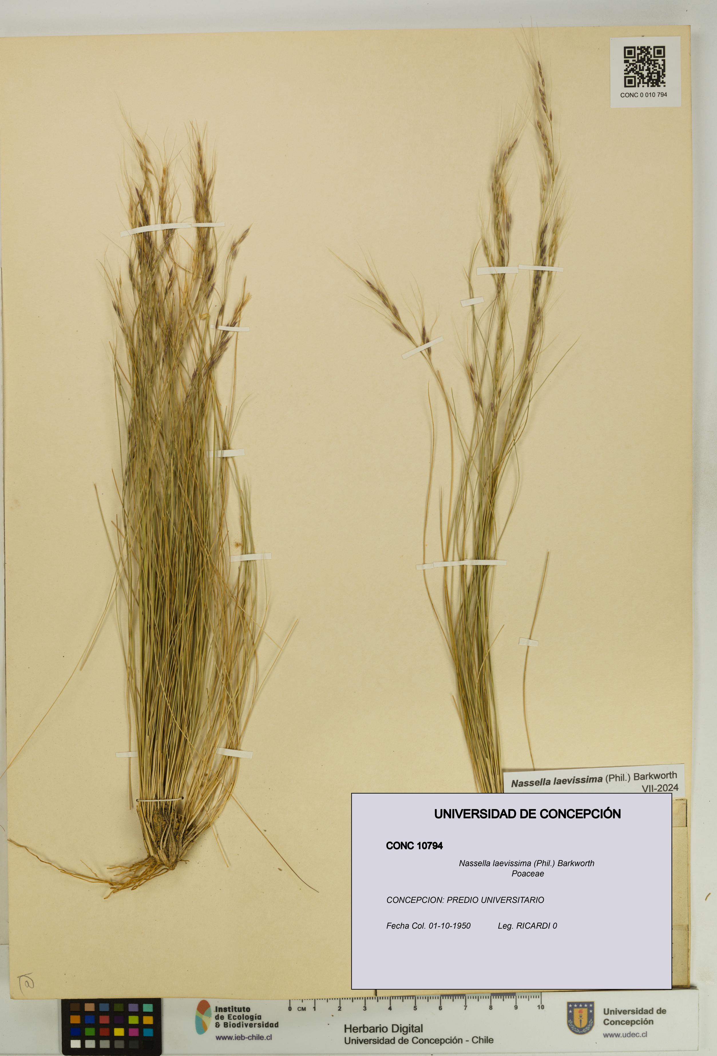 Nassella laevissima [Espécimen: UDEC:CONC:0010794]