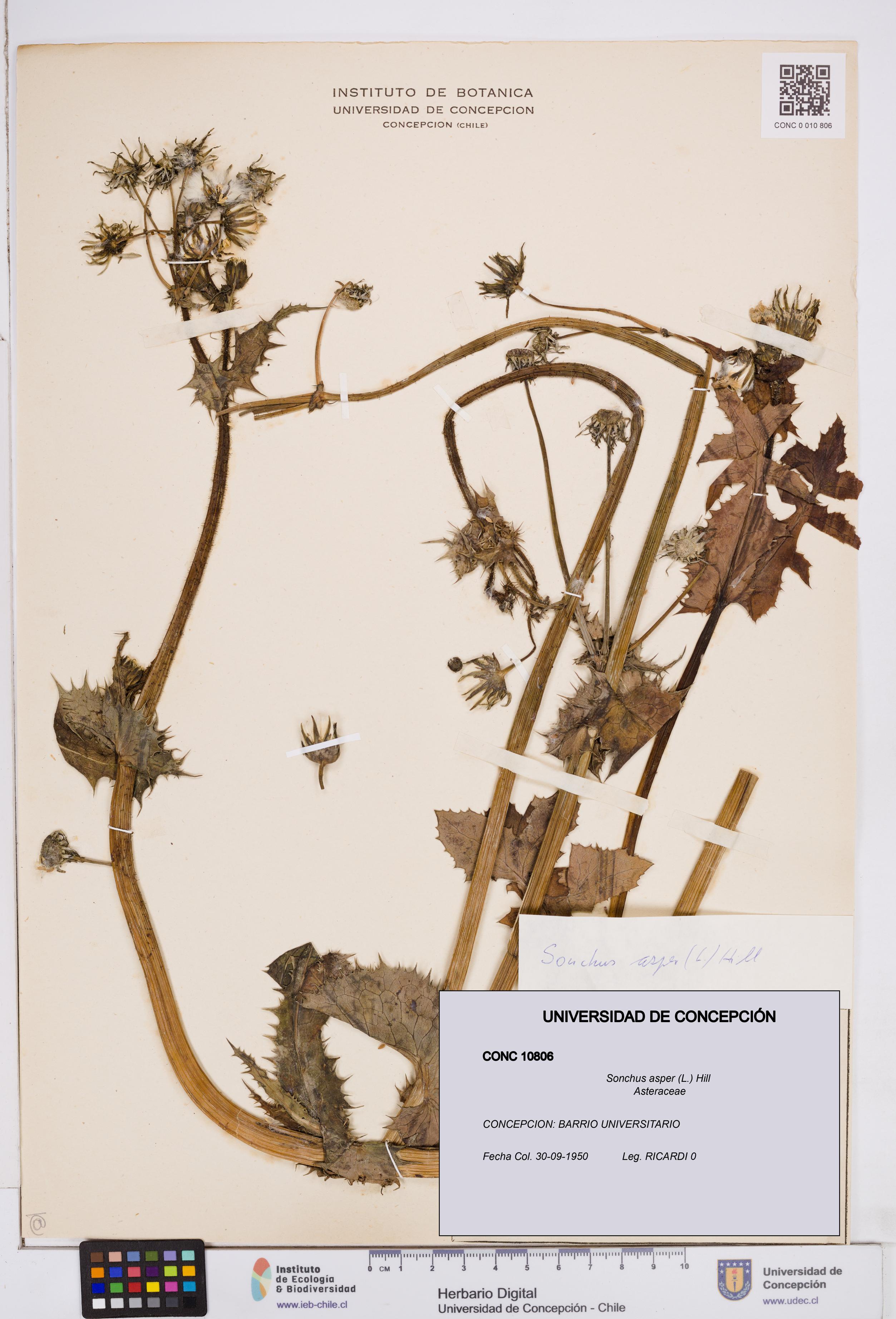 Sonchus asper [Espécimen: ]