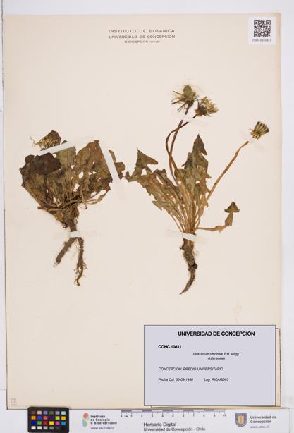 Taraxacum officinale [Espécimen: ]